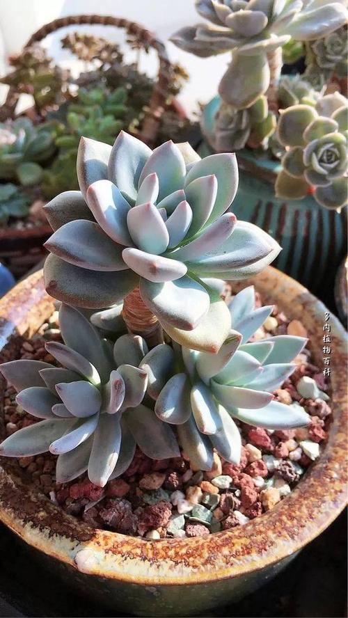 霜之朝的作用,霜之朝好度夏吗-第6张图片-优品飞百科 霜之朝的作用,霜之朝好度夏吗-第6张图片-优品飞百科