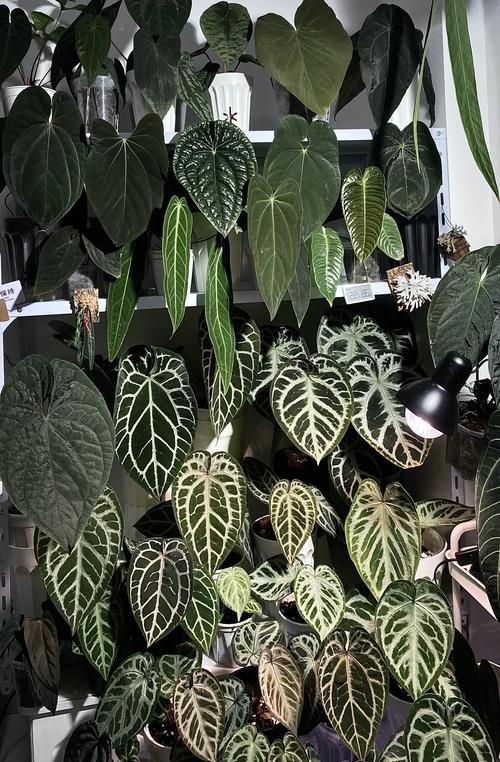 卧室晚上可以放植物吗?卧室晚上能放植物吗?-第1张图片-优品飞百科 卧室晚上可以放植物吗?卧室晚上能放植物吗?-第1张图片-优品飞百科