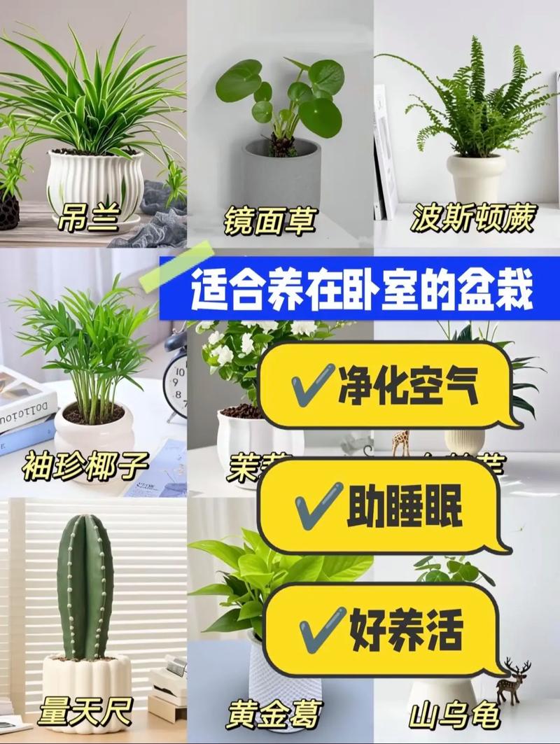 卧室晚上可以放植物吗?卧室晚上能放植物吗?-第2张图片-优品飞百科 卧室晚上可以放植物吗?卧室晚上能放植物吗?-第2张图片-优品飞百科