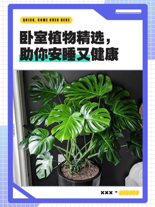 卧室晚上可以放植物吗?卧室晚上能放植物吗?-第3张图片-优品飞百科 卧室晚上可以放植物吗?卧室晚上能放植物吗?-第3张图片-优品飞百科