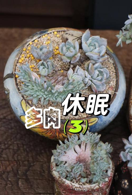 卧室晚上可以放植物吗?卧室晚上能放植物吗?-第6张图片-优品飞百科 卧室晚上可以放植物吗?卧室晚上能放植物吗?-第6张图片-优品飞百科