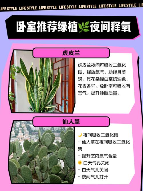卧室晚上可以放植物吗?卧室晚上能放植物吗?-第8张图片-优品飞百科 卧室晚上可以放植物吗?卧室晚上能放植物吗?-第8张图片-优品飞百科