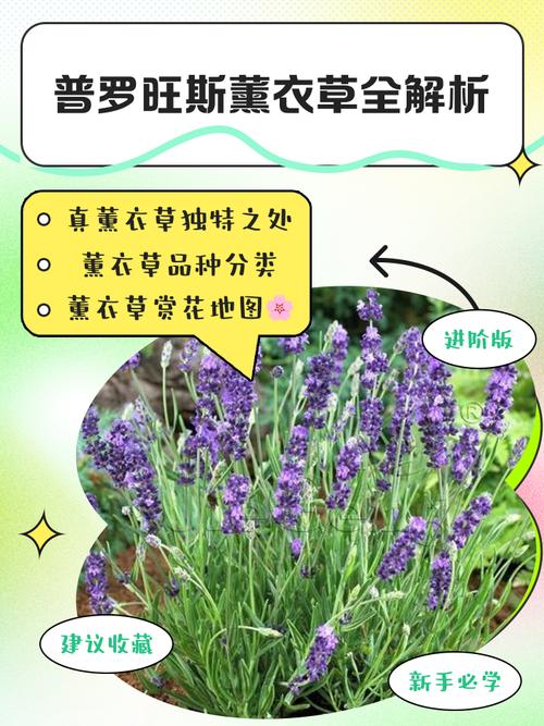 薰衣草花期,薰衣草的功效,薰衣草花怎么养殖方法-第1张图片-优品飞百科 薰衣草花期,薰衣草的功效,薰衣草花怎么养殖方法-第1张图片-优品飞百科