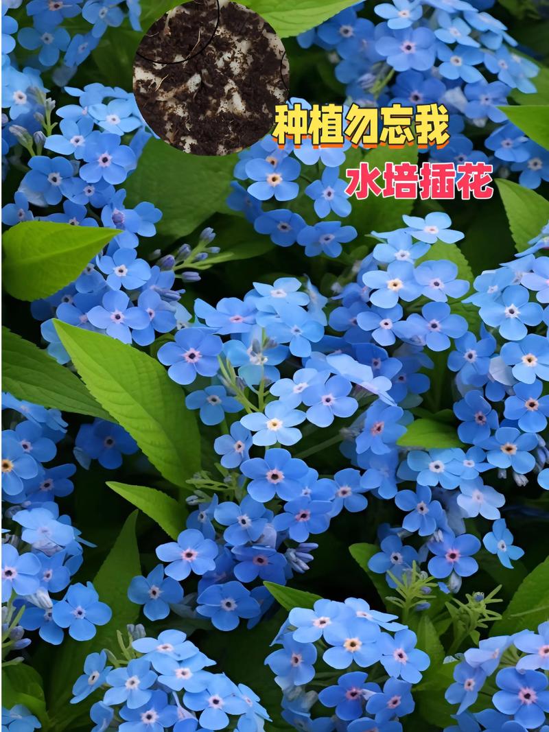 薰衣草花期,薰衣草的功效,薰衣草花怎么养殖方法-第2张图片-优品飞百科 薰衣草花期,薰衣草的功效,薰衣草花怎么养殖方法-第2张图片-优品飞百科