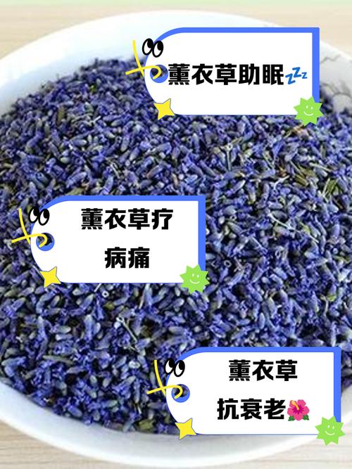 薰衣草花期,薰衣草的功效,薰衣草花怎么养殖方法-第5张图片-优品飞百科 薰衣草花期,薰衣草的功效,薰衣草花怎么养殖方法-第5张图片-优品飞百科