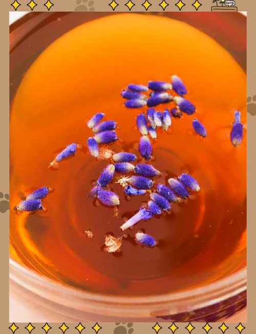 薰衣草花期,薰衣草的功效,薰衣草花怎么养殖方法-第8张图片-优品飞百科 薰衣草花期,薰衣草的功效,薰衣草花怎么养殖方法-第8张图片-优品飞百科