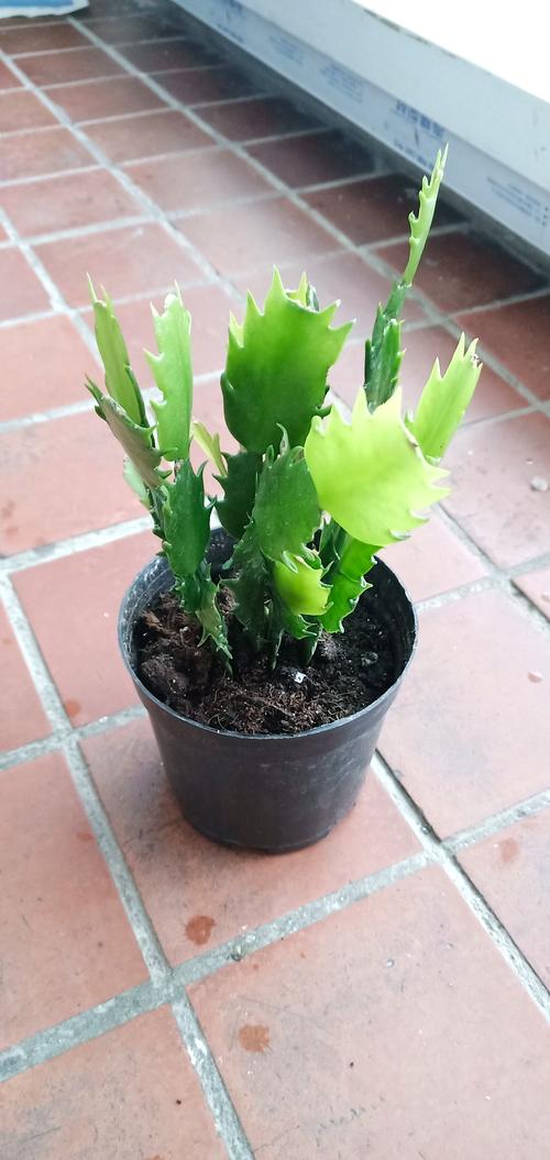 蟹爪兰放在卧室有毒吗，放在什么位置好，蟹爪兰放在卧室里好吗？