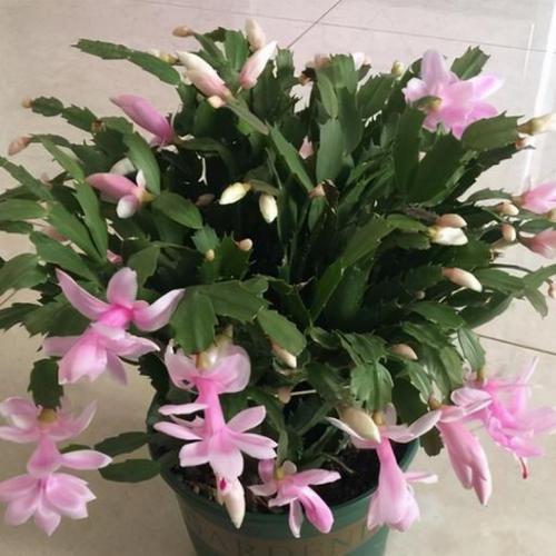 蟹爪兰放在卧室有毒吗，放在什么位置好，蟹爪兰放在卧室里好吗？-第3张图片-优品飞百科
