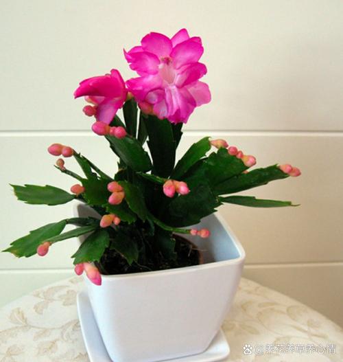 蟹爪兰放在卧室有毒吗，放在什么位置好，蟹爪兰放在卧室里好吗？-第4张图片-优品飞百科