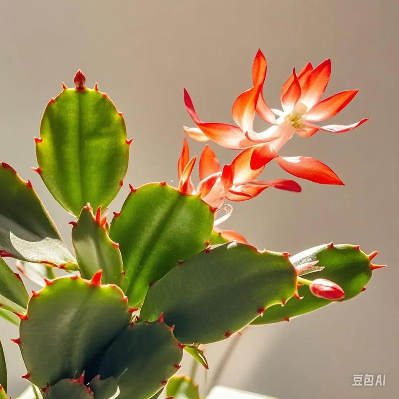 蟹爪兰放在卧室有毒吗，放在什么位置好，蟹爪兰放在卧室里好吗？-第6张图片-优品飞百科