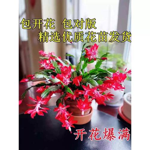 蟹爪兰放在卧室有毒吗，放在什么位置好，蟹爪兰放在卧室里好吗？-第8张图片-优品飞百科