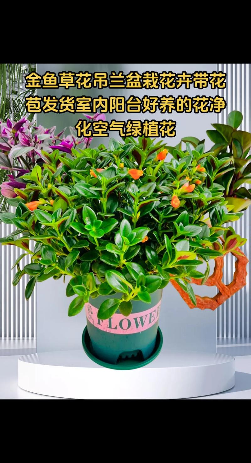 金鱼草适合放在卧室吗？金鱼草可以放在卧室吗？