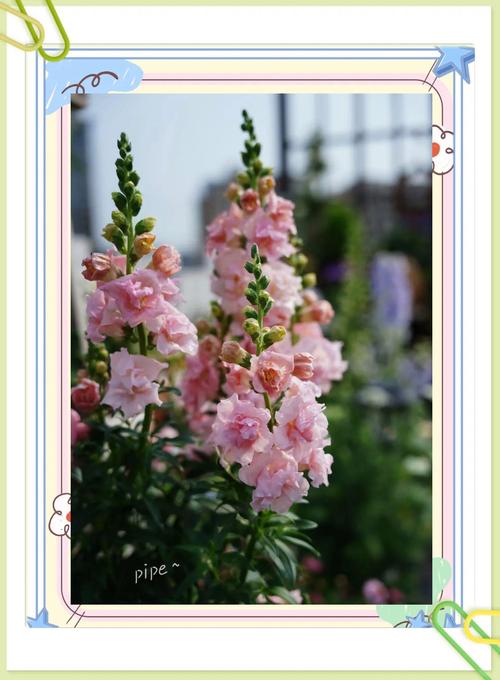 金鱼草适合放在卧室吗？金鱼草可以放在卧室吗？-第2张图片-优品飞百科