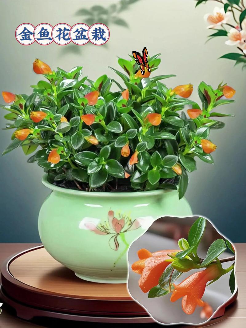金鱼草适合放在卧室吗？金鱼草可以放在卧室吗？-第3张图片-优品飞百科