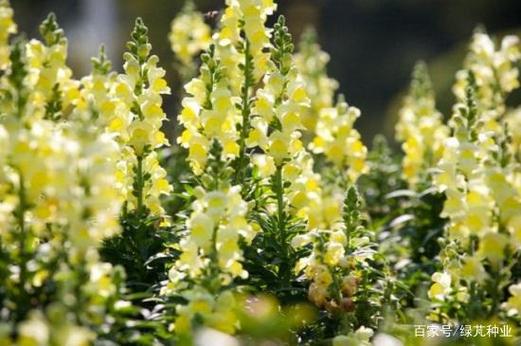 金鱼草适合放在卧室吗？金鱼草可以放在卧室吗？-第6张图片-优品飞百科