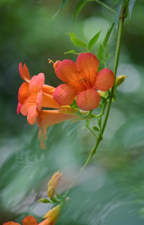 凌霄花花语？凌霄花花语是什么意思？-第2张图片-优品飞百科