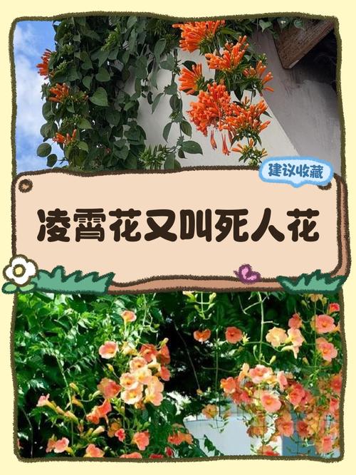 凌霄花花语？凌霄花花语是什么意思？-第3张图片-优品飞百科