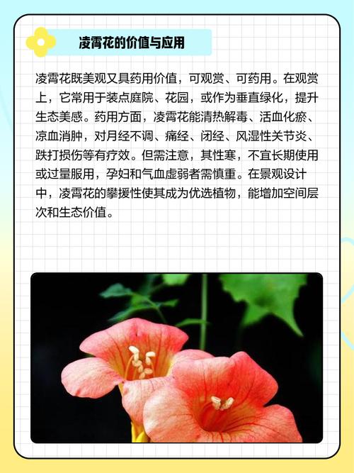 凌霄花花语？凌霄花花语是什么意思？-第4张图片-优品飞百科