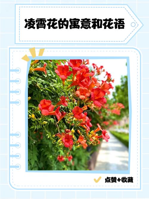 凌霄花花语？凌霄花花语是什么意思？-第5张图片-优品飞百科