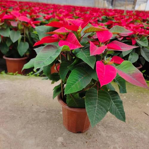 一品红能放室内吗？一品红能不能放卧室？-第1张图片-优品飞百科