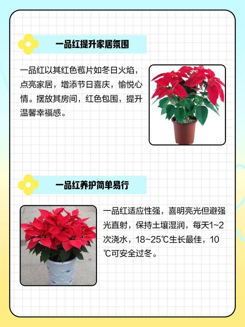 一品红能放室内吗？一品红能不能放卧室？-第2张图片-优品飞百科