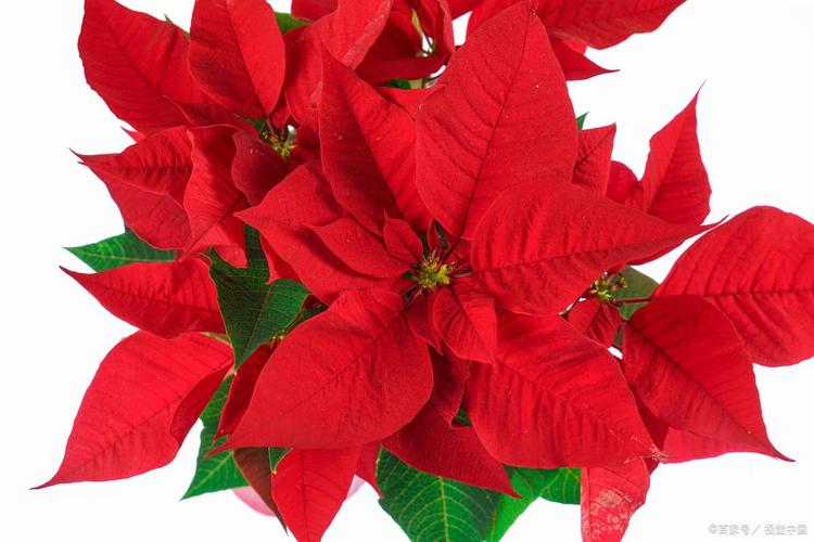 一品红能放室内吗？一品红能不能放卧室？-第3张图片-优品飞百科