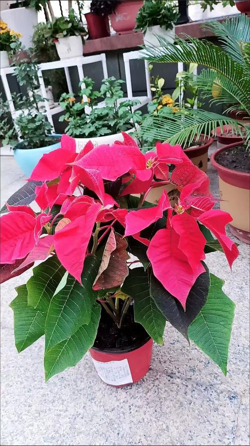 一品红能放室内吗？一品红能不能放卧室？-第4张图片-优品飞百科