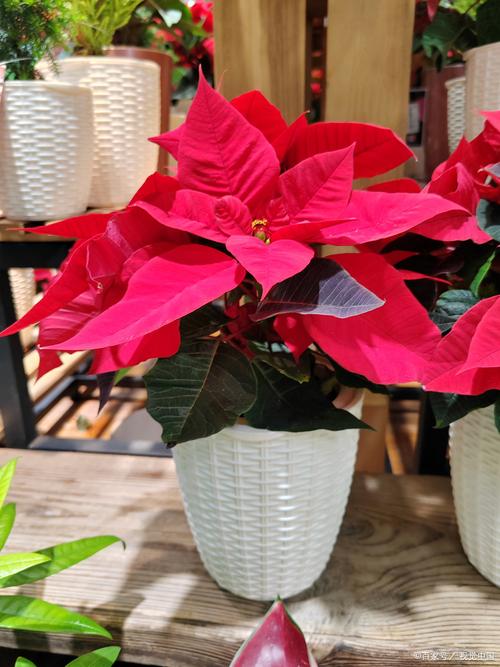 一品红能放室内吗？一品红能不能放卧室？-第5张图片-优品飞百科