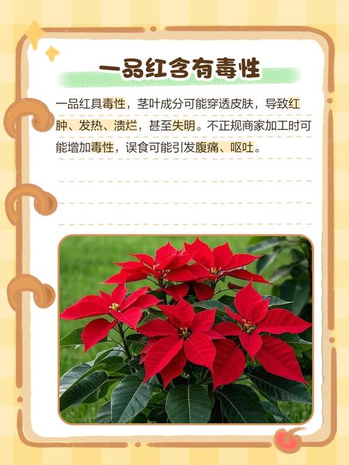 一品红能放室内吗？一品红能不能放卧室？-第7张图片-优品飞百科