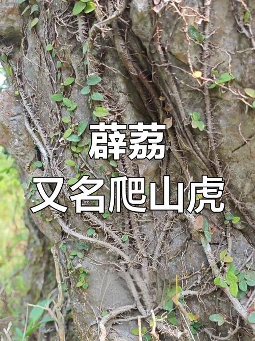 爬山虎的特点，爬山虎的资料简介，爬山虎有什么特点和作用？-第1张图片-优品飞百科