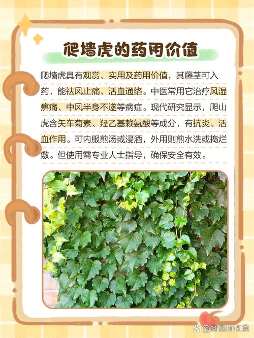爬山虎的特点，爬山虎的资料简介，爬山虎有什么特点和作用？-第2张图片-优品飞百科