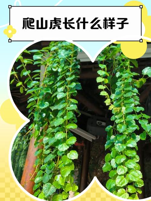 爬山虎的特点，爬山虎的资料简介，爬山虎有什么特点和作用？-第3张图片-优品飞百科