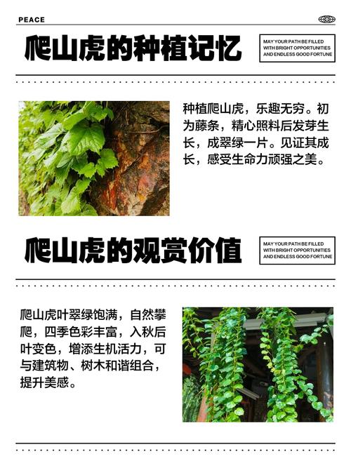 爬山虎的特点，爬山虎的资料简介，爬山虎有什么特点和作用？-第4张图片-优品飞百科