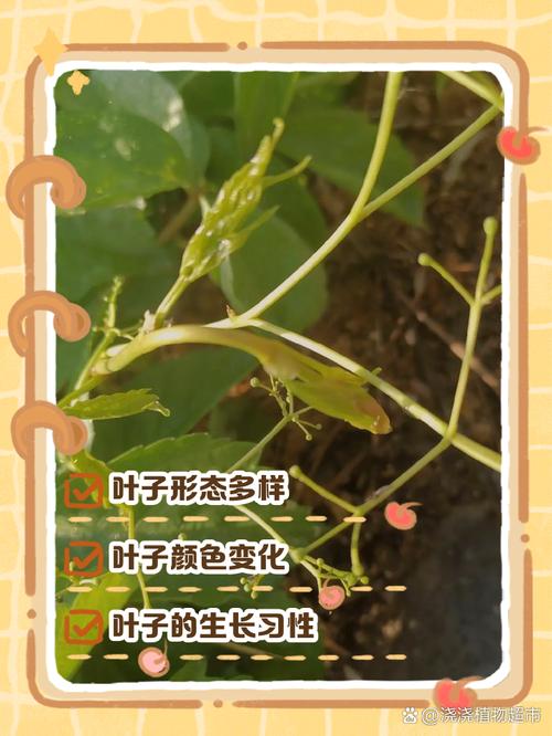 爬山虎的特点，爬山虎的资料简介，爬山虎有什么特点和作用？-第5张图片-优品飞百科