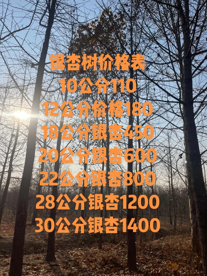 包含银杏树价钱，银杏树图片的词条-第1张图片-优品飞百科