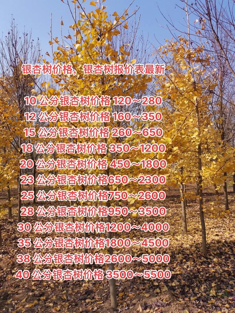 包含银杏树价钱，银杏树图片的词条-第2张图片-优品飞百科
