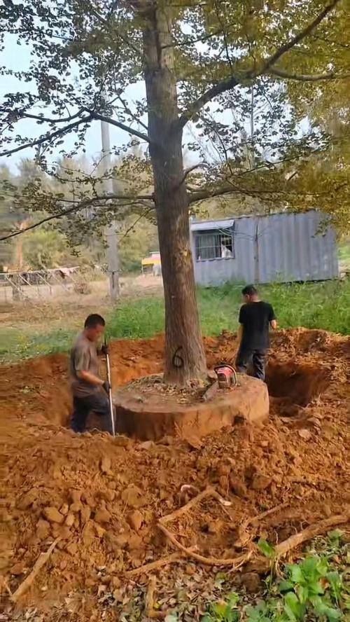 包含银杏树价钱，银杏树图片的词条-第3张图片-优品飞百科