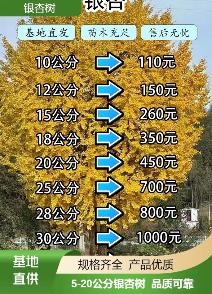 包含银杏树价钱，银杏树图片的词条-第4张图片-优品飞百科