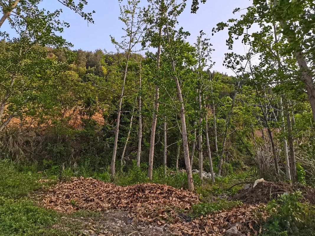 包含银杏树价钱，银杏树图片的词条-第5张图片-优品飞百科