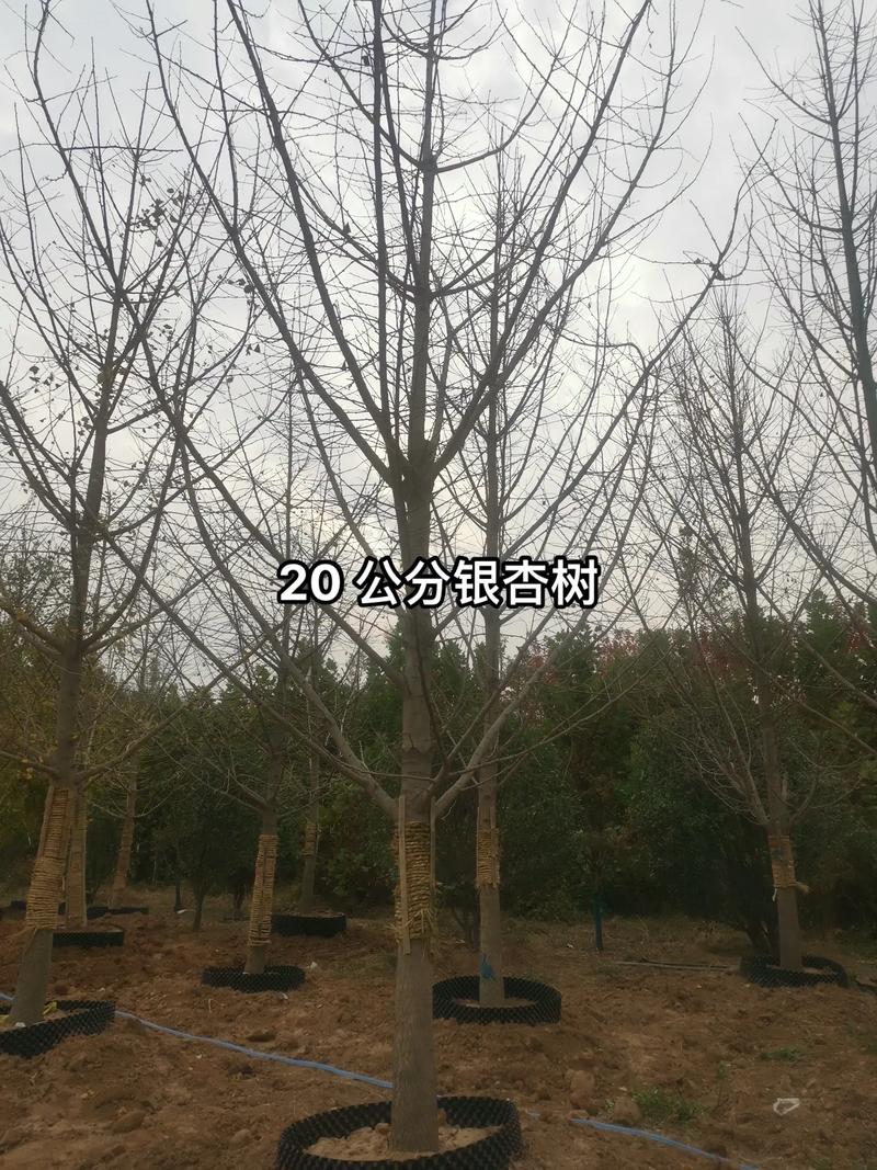 包含银杏树价钱，银杏树图片的词条-第6张图片-优品飞百科