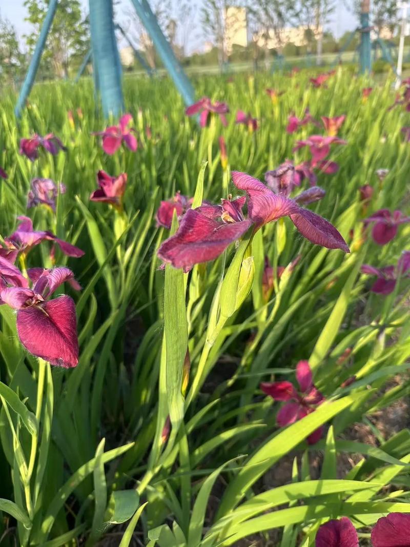 麦仙翁的危害，麦仙翁图片大全？-第1张图片-优品飞百科