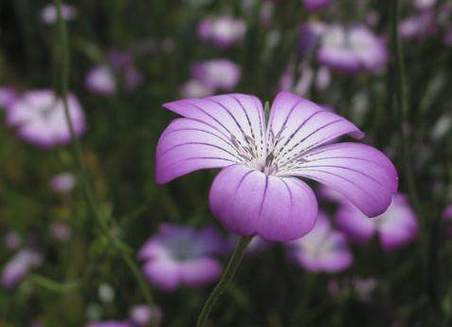 麦仙翁的危害，麦仙翁图片大全？-第2张图片-优品飞百科