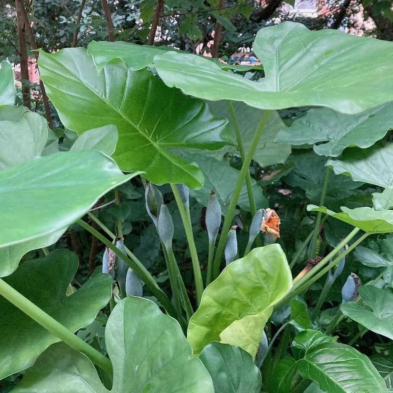 麦仙翁的危害，麦仙翁图片大全？-第3张图片-优品飞百科