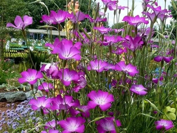 麦仙翁的危害，麦仙翁图片大全？-第4张图片-优品飞百科