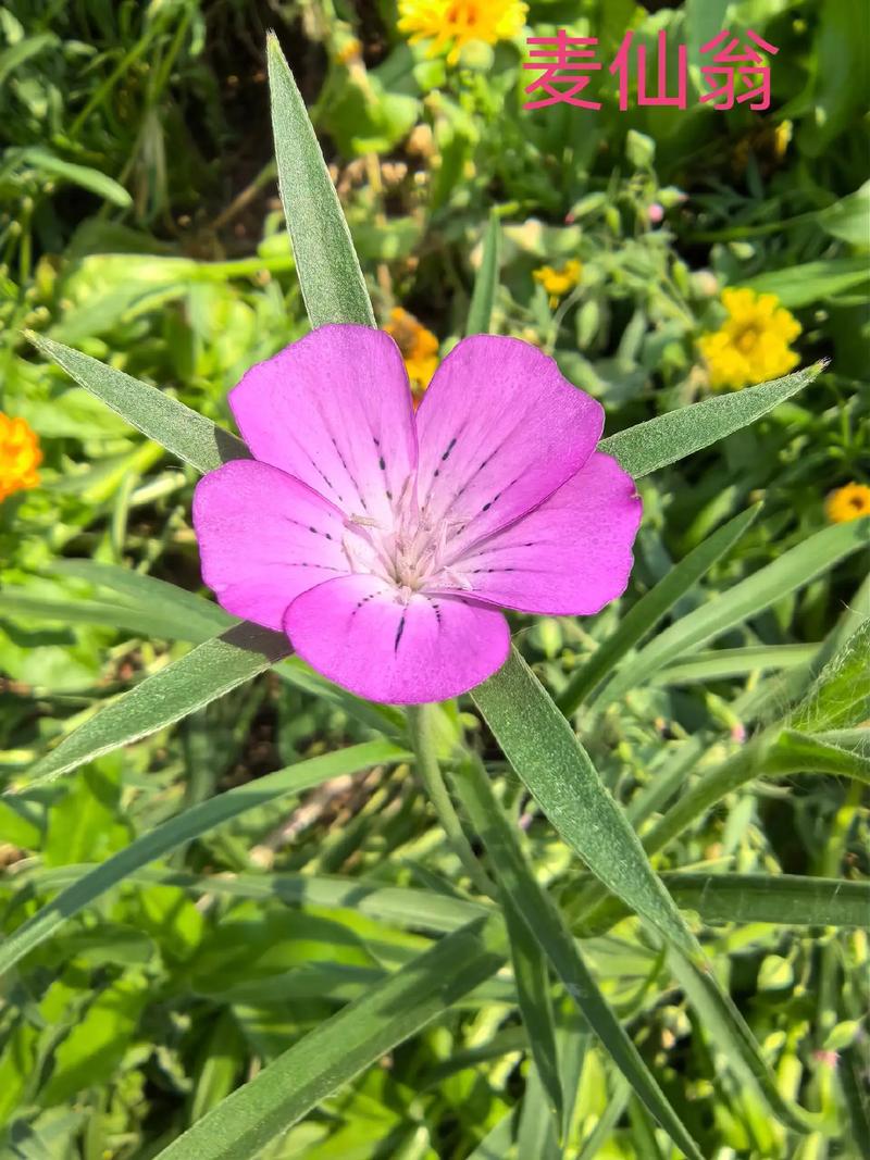 麦仙翁的危害，麦仙翁图片大全？-第5张图片-优品飞百科