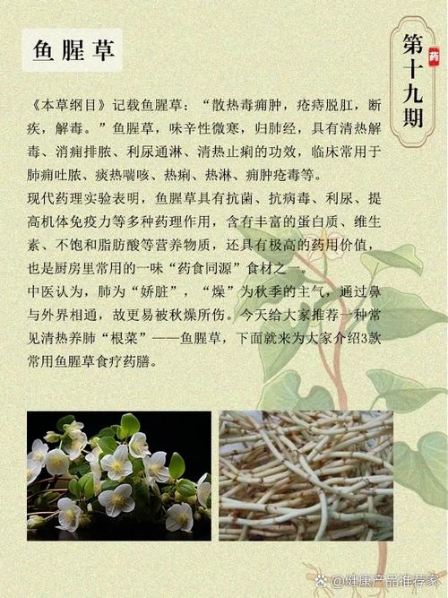 鱼腥草的副作用与禁忌？鱼腥草为何是丧命茶？-第1张图片-优品飞百科