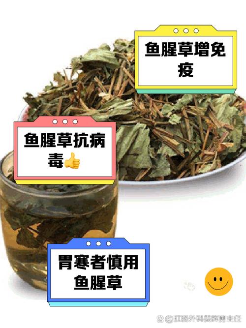 鱼腥草的副作用与禁忌？鱼腥草为何是丧命茶？-第2张图片-优品飞百科