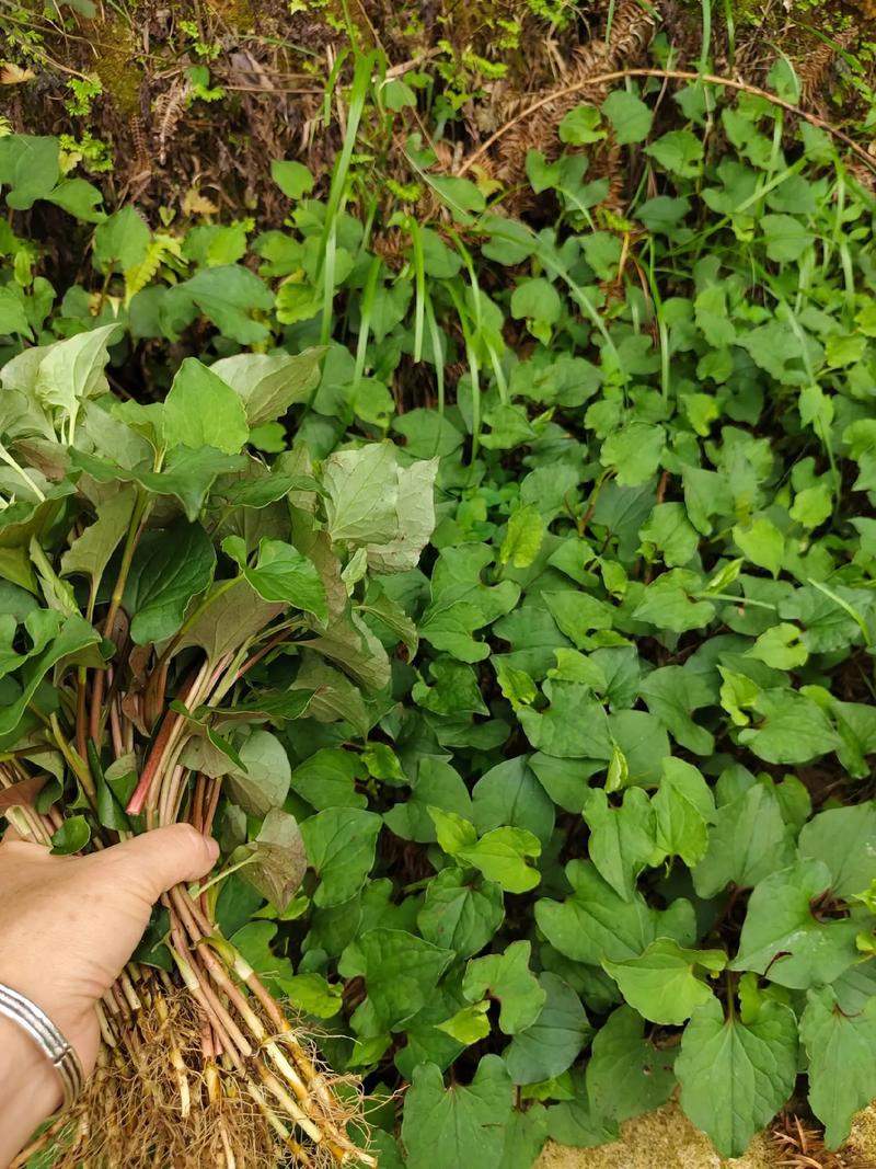 鱼腥草的副作用与禁忌？鱼腥草为何是丧命茶？-第3张图片-优品飞百科