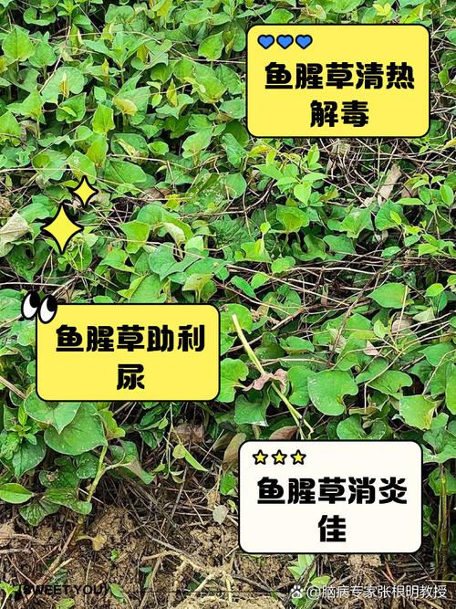 鱼腥草的副作用与禁忌？鱼腥草为何是丧命茶？-第4张图片-优品飞百科