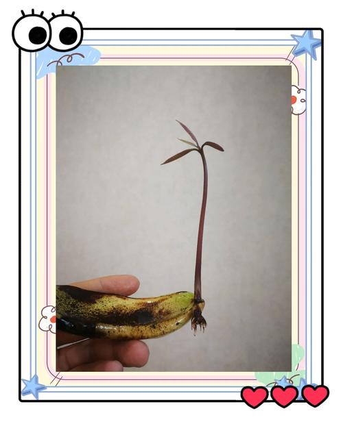 芒果怎么种，芒果图片？芒果怎么种教程？-第2张图片-优品飞百科